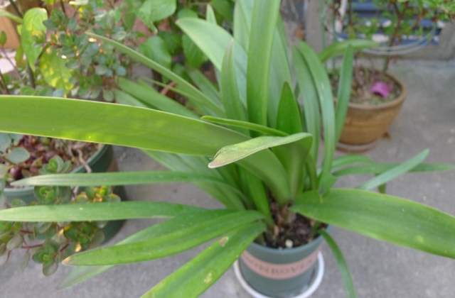 朱顶红叶子烂了怎么补救,朱顶红叶子一直长不开怎么办