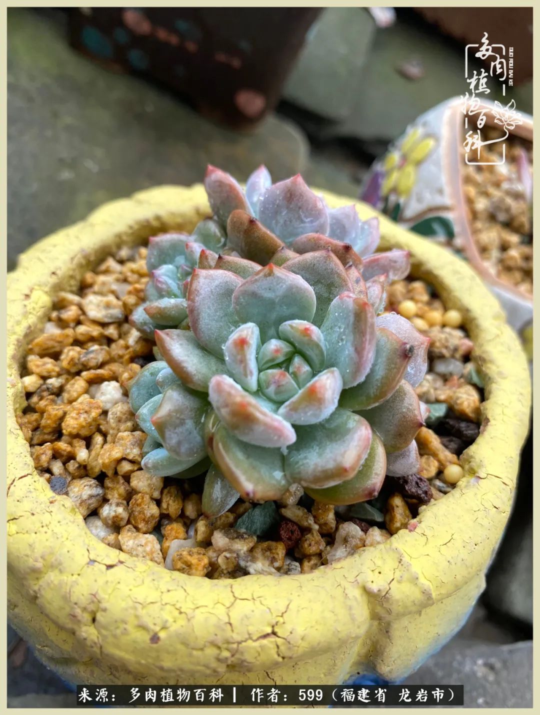 生活需要努力也需要花草,所有的热爱都需要不遗余力图片