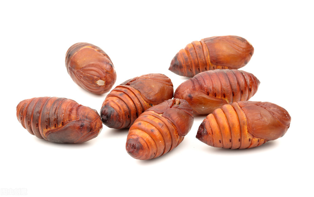 蚕怎么生活的,蚕一生都是不停的吃吗