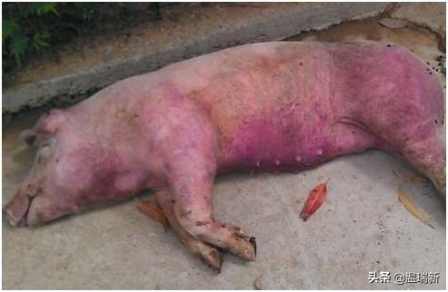 猪附红体病最佳防治方法,猪附红体病最佳治疗方法