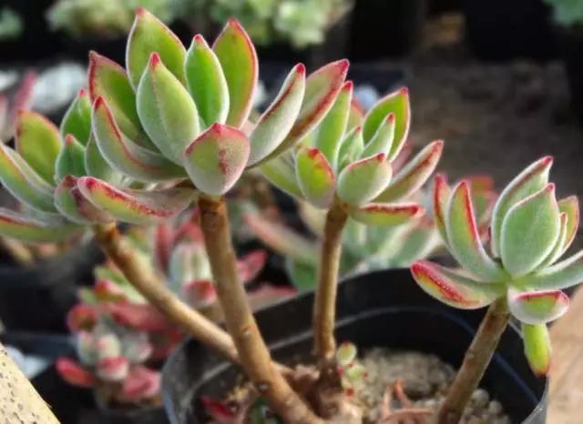 最全多肉图鉴大全,图鉴植物