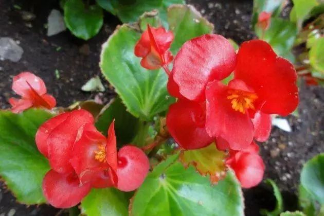 四季海棠暖气房养为啥不开花,四季海棠开花后的修剪方法图解