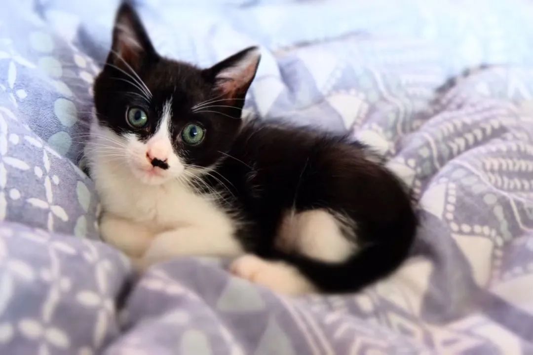 不让人省心的生肖,不让人省心的奶粉