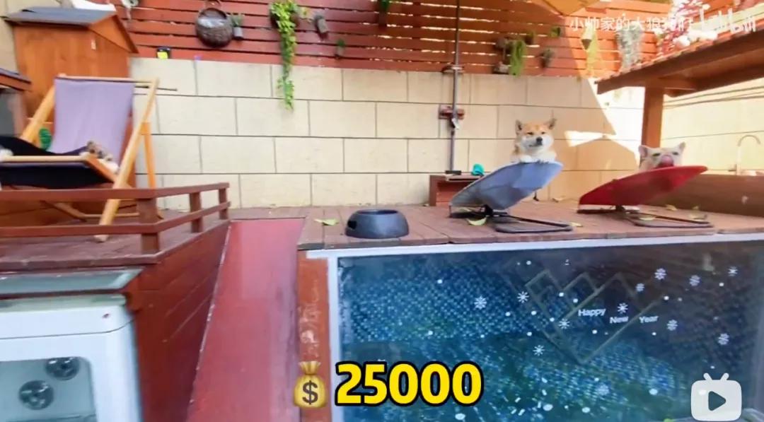 花三年建宠物乐园,花20万给狗打造乐园