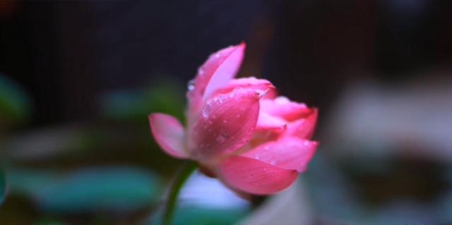 碗莲种子养殖的碗莲当年能开花吗,碗莲长出八个叶子什么时候能开花