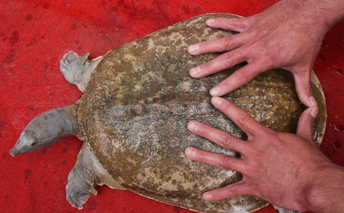 农村过去常见的甲鱼,现在都去哪里了?