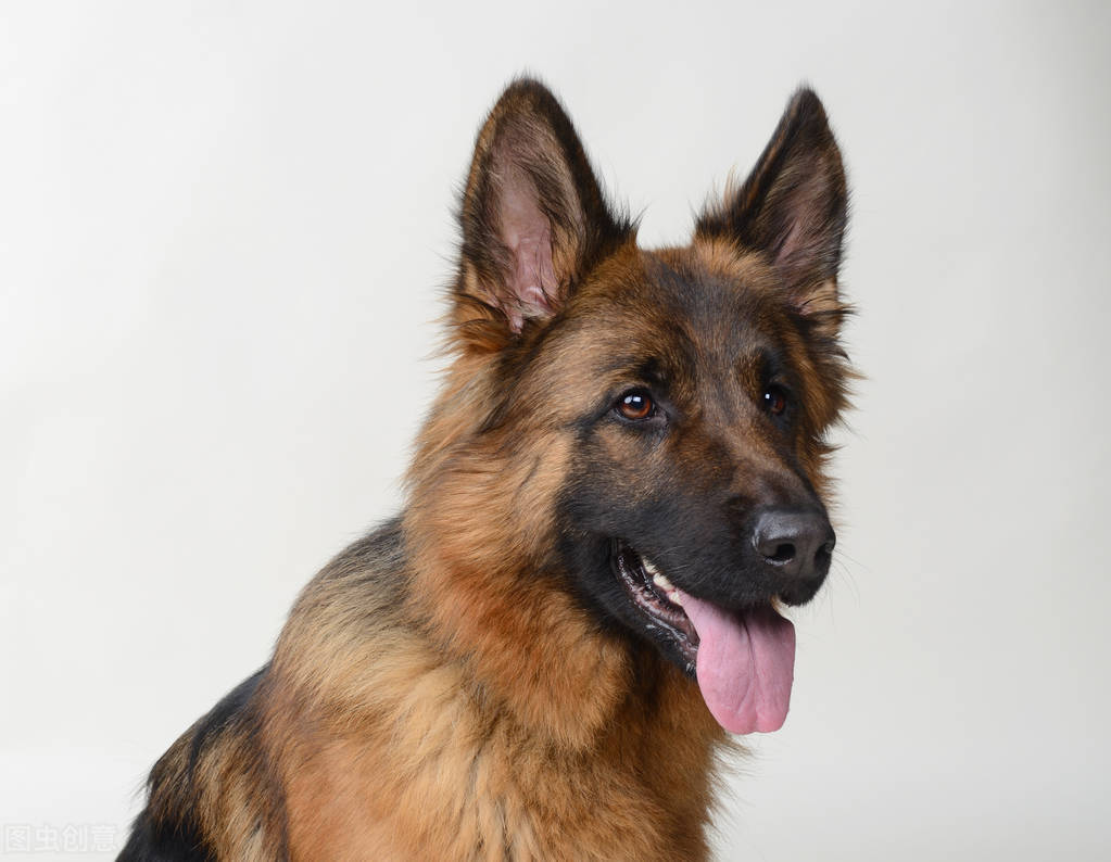 盘点那些胆子很小的狗,狗胆子小怎么办怕别的狗