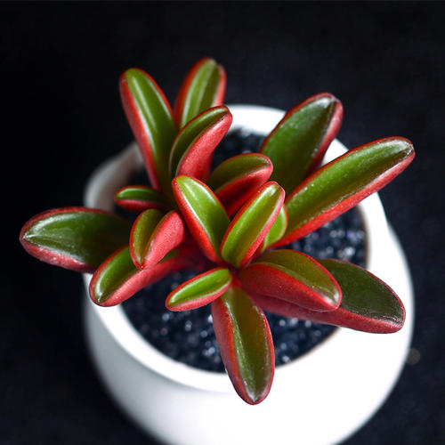 100种常见多肉植物图鉴收藏,1000种多肉植物图鉴及名字