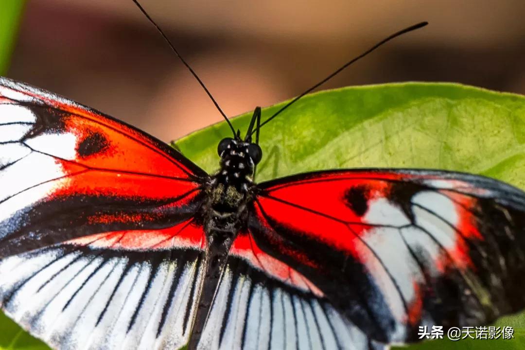 徕卡sl90-280拍人像,徕卡sl24-90镜头与24-70镜头比较