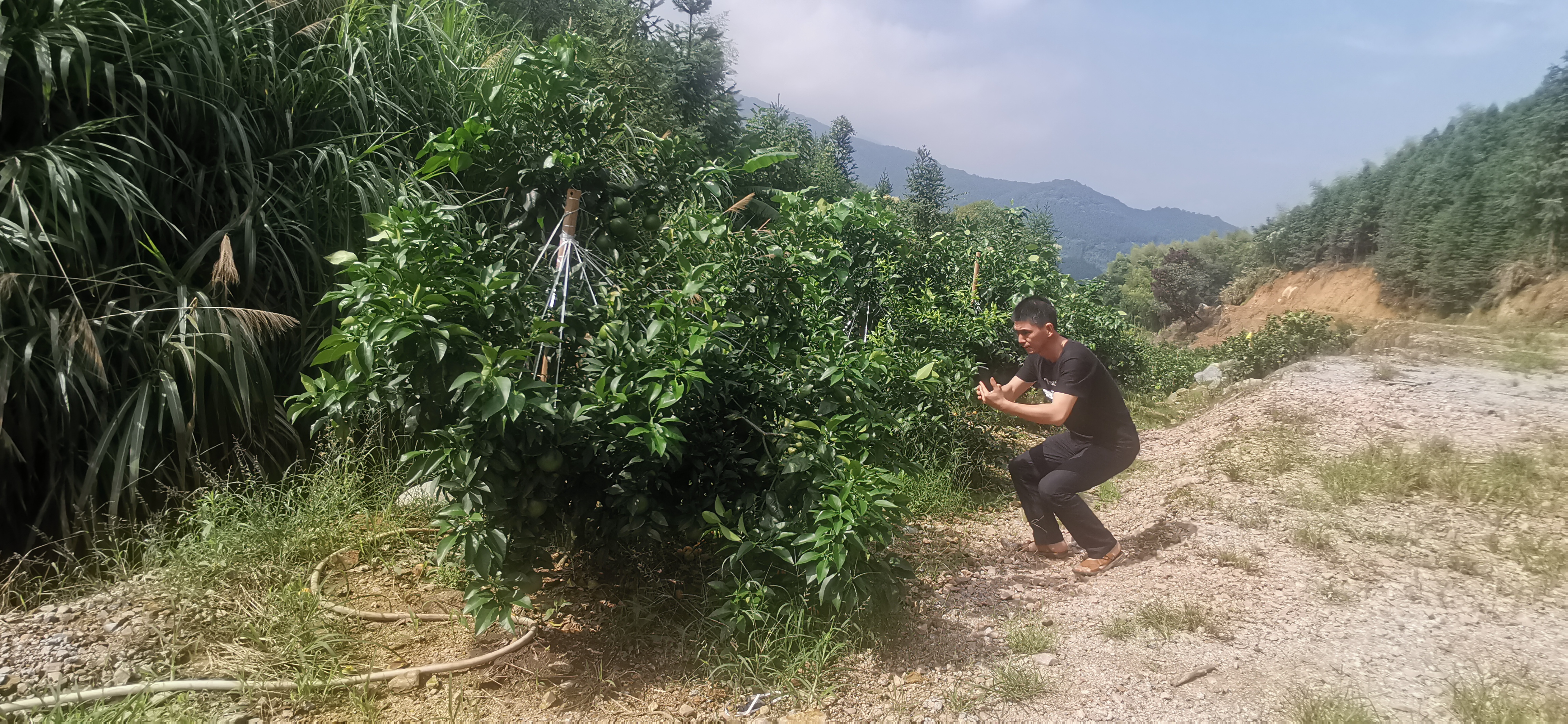 十一月份柑橘管理和病虫害,柑橘11月份管理要点