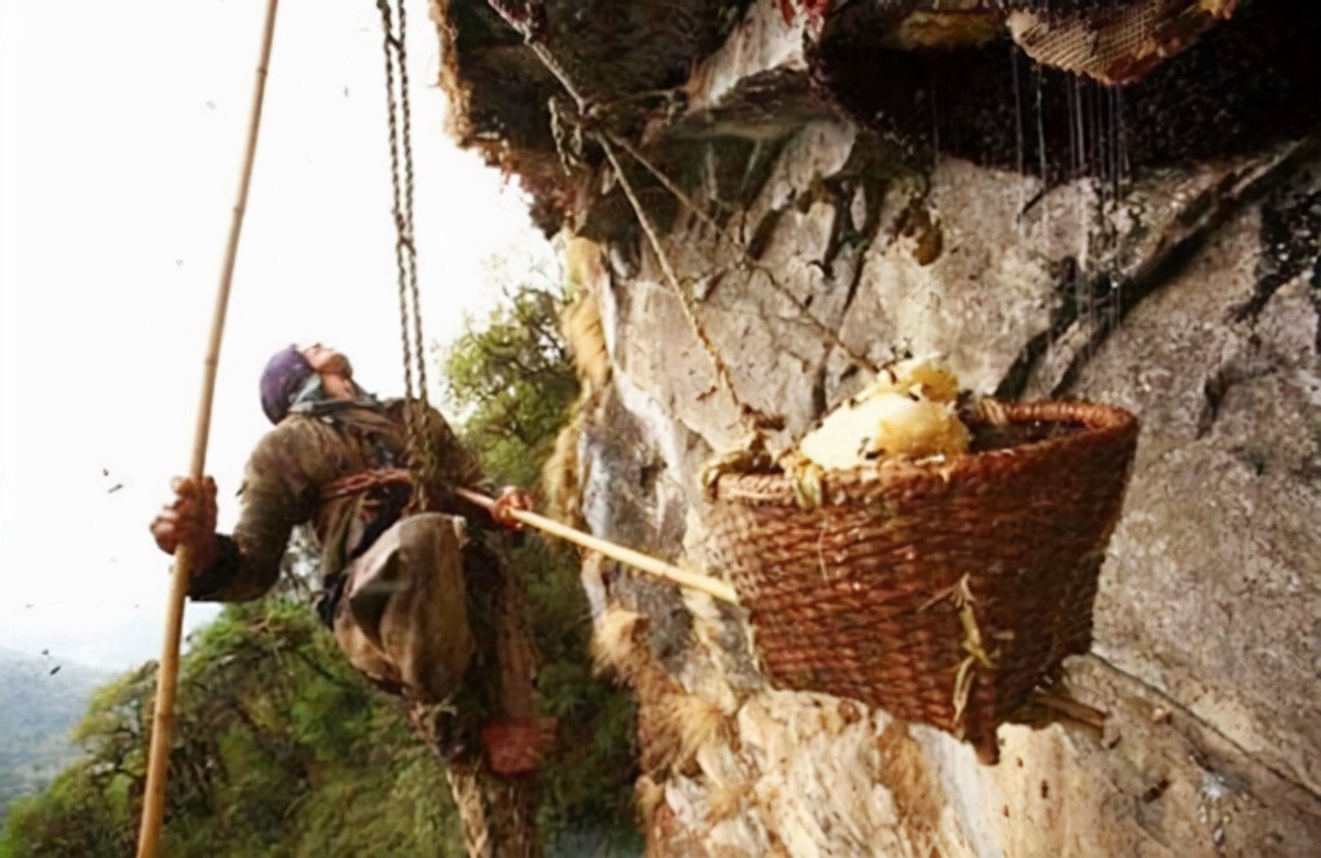 喜马拉雅采蜜人纪录片,喜马拉雅山采蜜