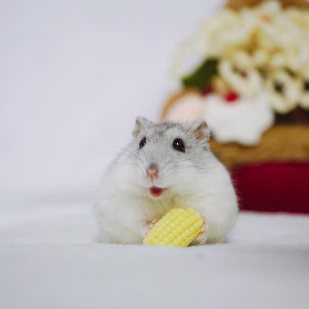 仓鼠生日蛋糕不用羊奶粉,仓鼠要过生日了怎么给它准备礼