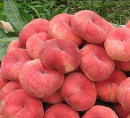 蟠桃选黄色的还是红色的,买蟠桃怎么选出来的蟠桃最甜