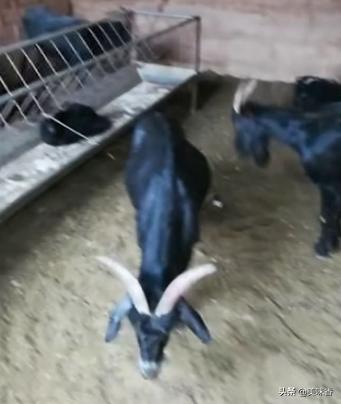 羊常见疾病的快速诊断,怎么判断羊病最简单的方法