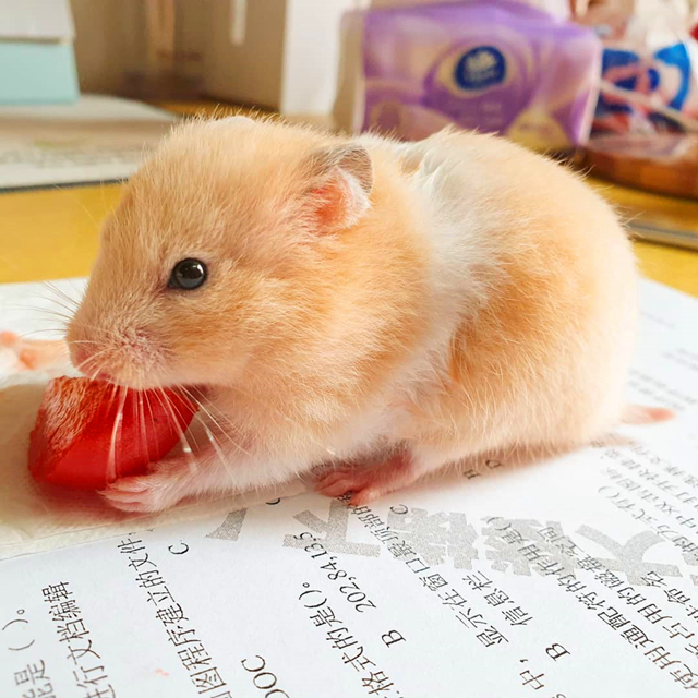 仓鼠陪主人复习功课，因玩性太重，无奈被送回鼠笼