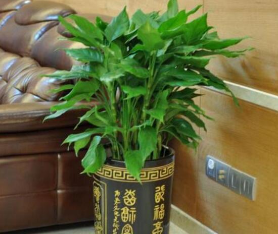 万年青长高了怎么修剪的视频,万年青的修剪方法详细图