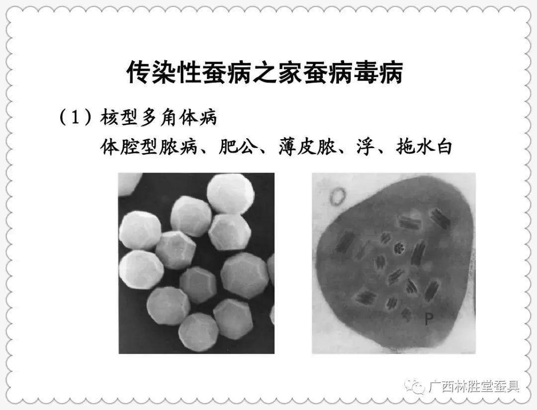 蚕脓病毒怎么彻底消灭,怎样防治脓蚕