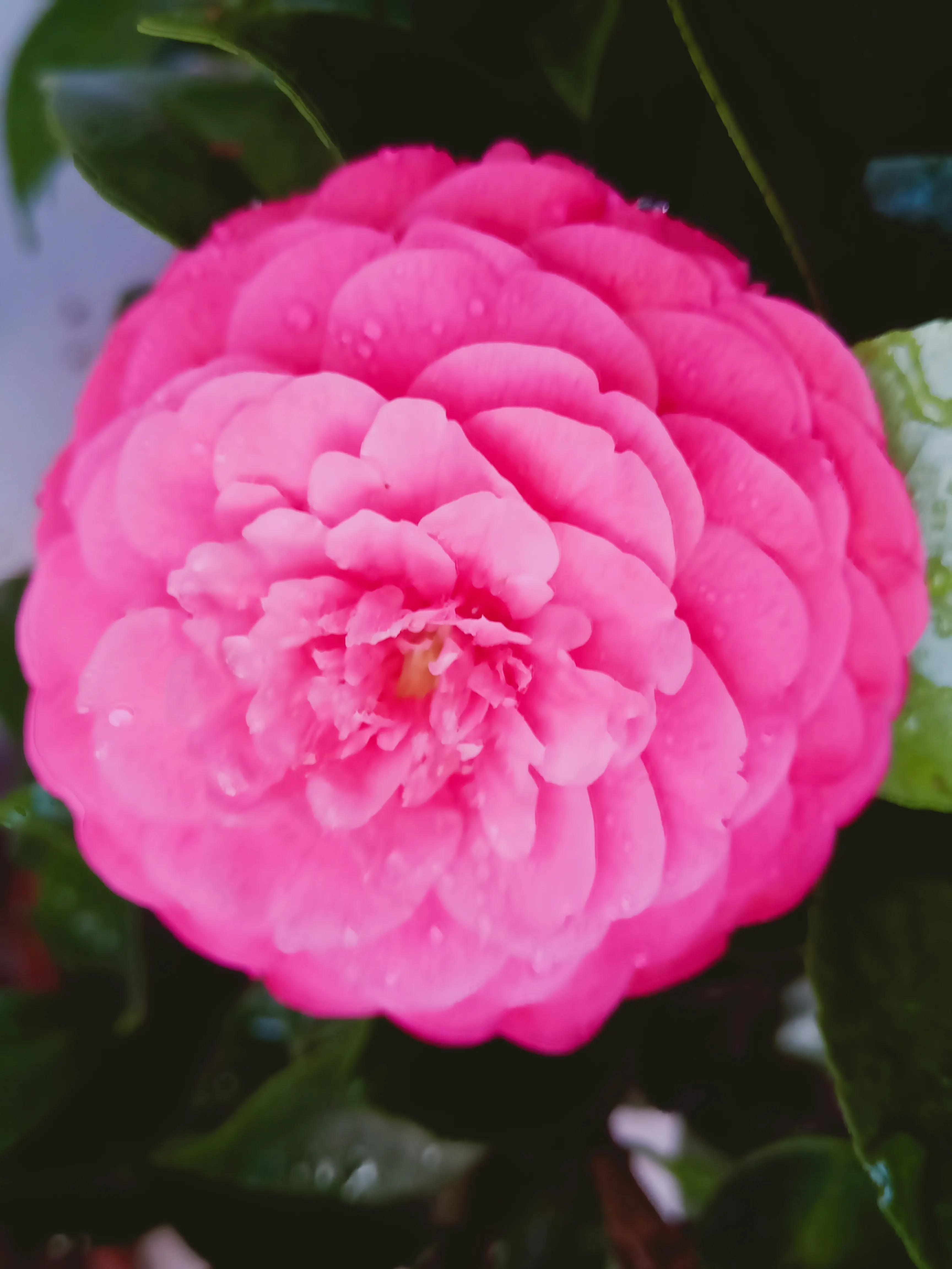 茶花状元红与六角大红区别,茶花状元红花期有多长时间