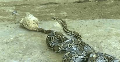 偷鸭贼被逮住视频,偷鸭贼被抓