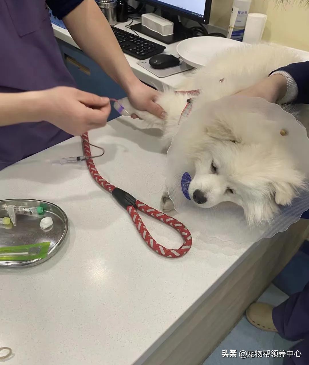 狗狗被*养送**期间患上细小，前主人却说：存活几率很小，别治了…