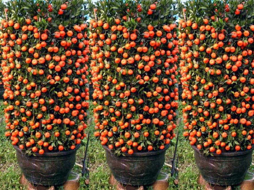 百种味道的果子,百种果实图片