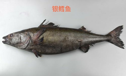 买到了假鳕鱼应该怎么办,鳕鱼真假分不清别慌看完这篇秒懂