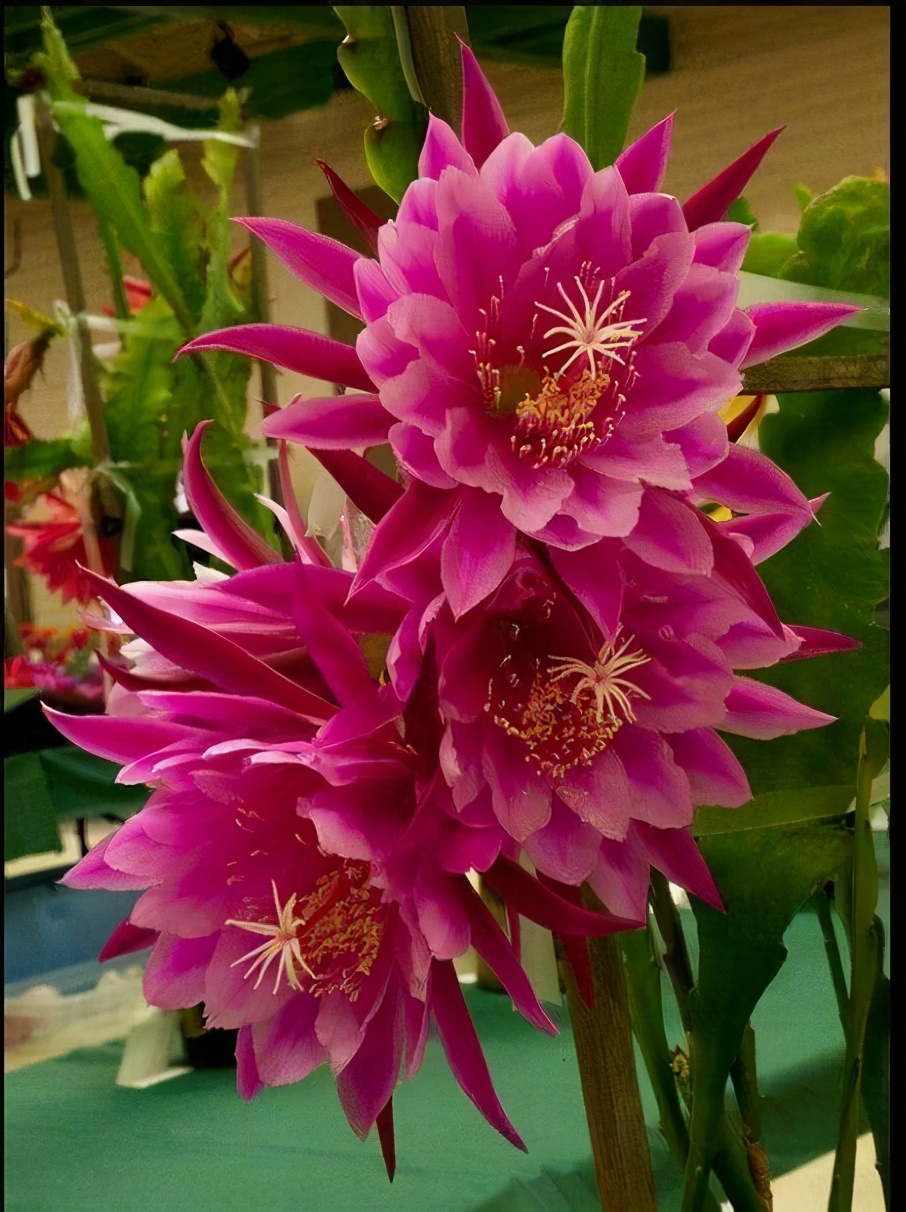 冬季供暖干燥养什么花,冬季严寒的花怎么养