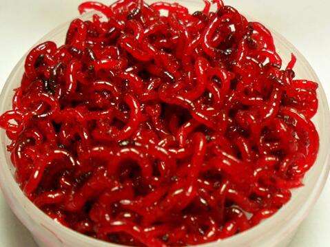 体验养鱼的快乐,金鱼繁殖期间怎么饲养