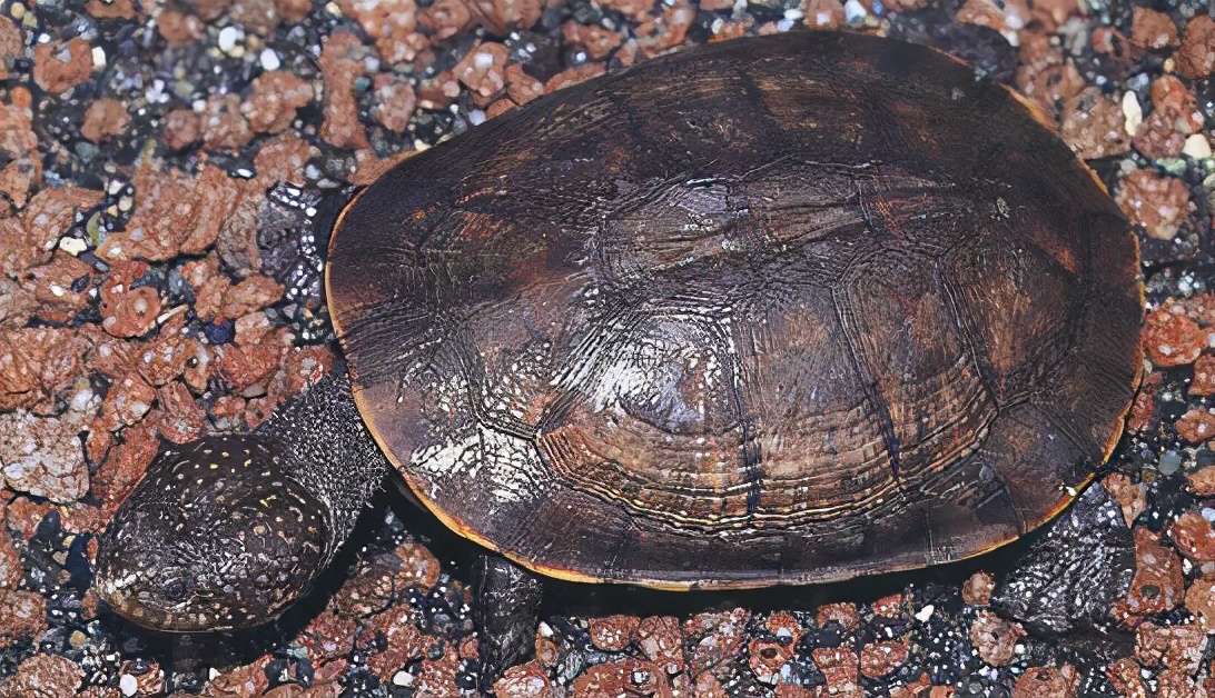 各种龟类图片大全大图,龟类展示会