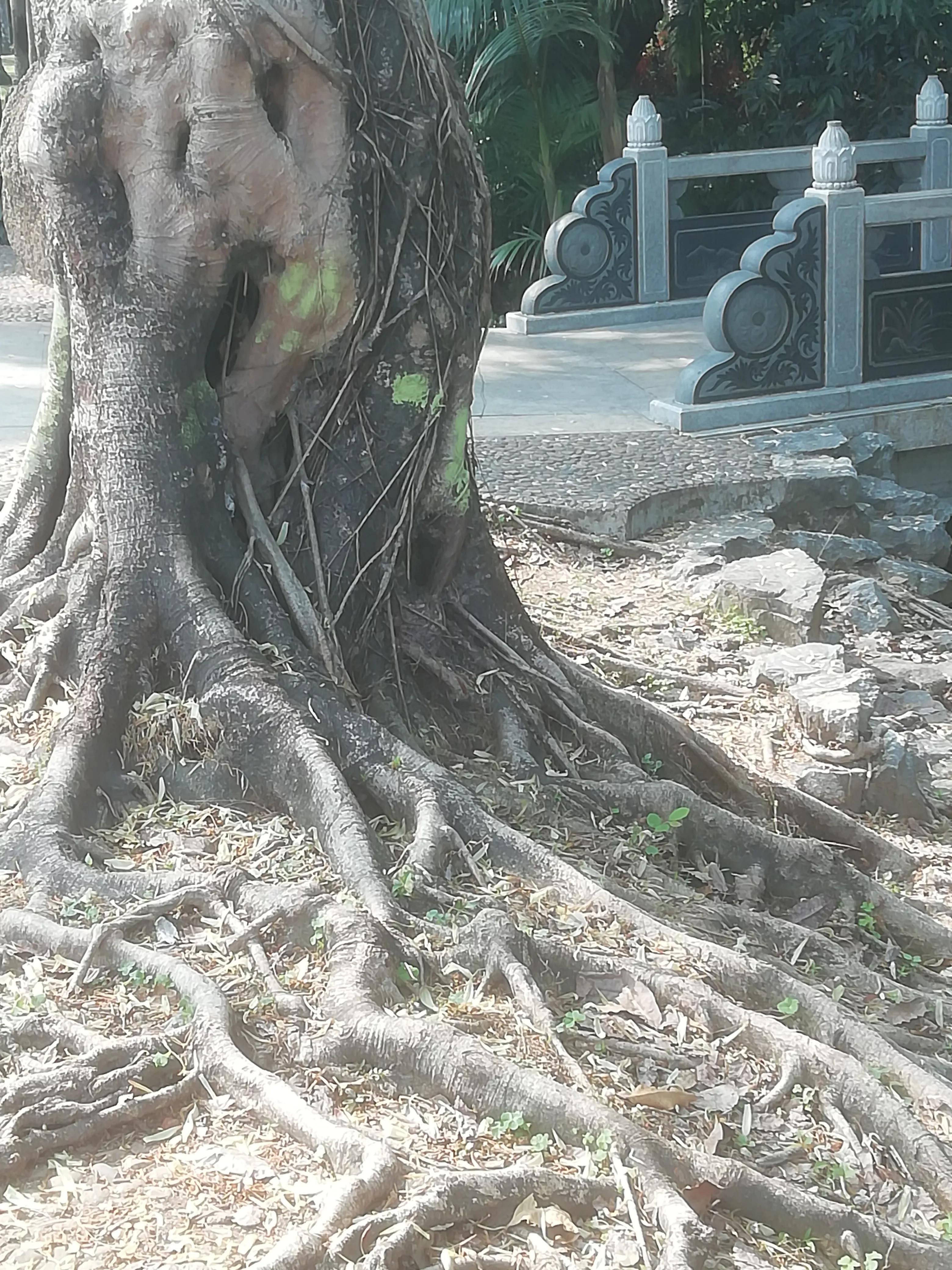 舞蹈怒放的生命,怒放的生命活出精彩