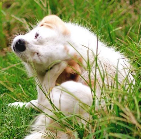 狗狗的跳蚤会跳到人身上吗,猫身上的跳蚤会传染给人吗