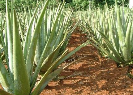 十大紧缺种植项目,种植业需要注意的问题