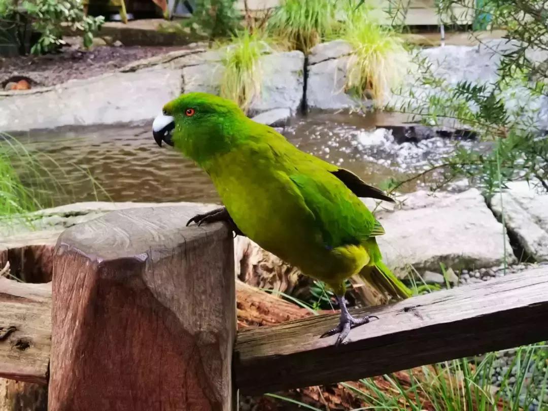 这个新西兰小岛，隐藏的惊世秘密