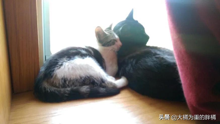 猫咪丢失5天后被流浪猫送回家,黑猫被大叔带回来