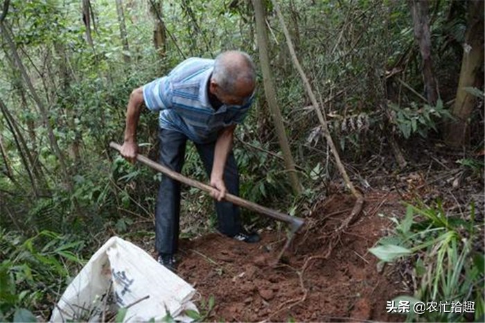 绂忓缓鐓叉堡鐨勪簲鎸囨瘺妗冩牴,骞夸笢浜旀寚姣涙妞板瓙鐓叉堡