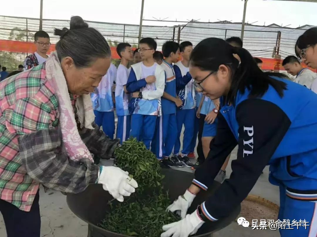 鹤山双好茶韵农耕研学基地值不值,江门茶文化研学基地