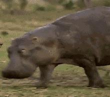 汗血宝马暴躁视频,汗血宝马的暴脾气