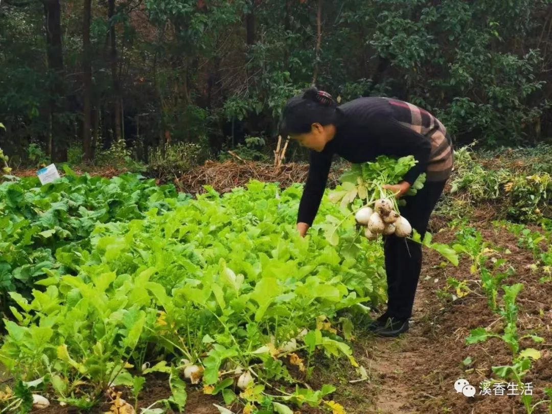 西溪南古村落惬意慢生活,徽州西溪南生活