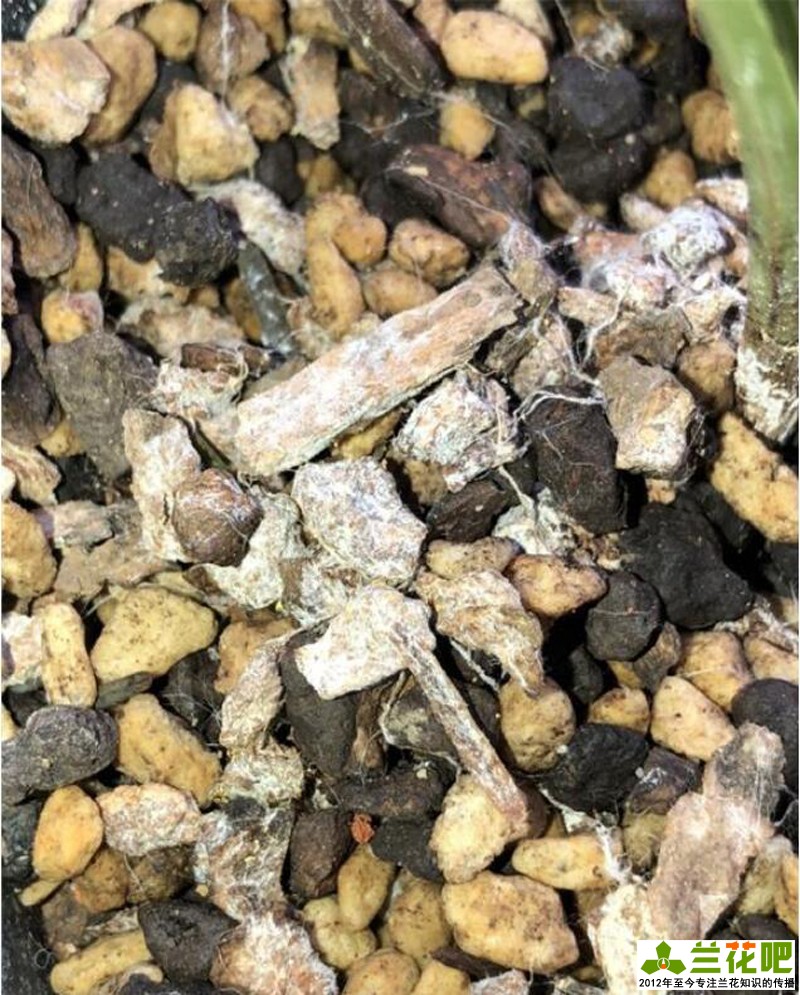 兰花植料里出现的“白色丝状物”对兰花有害吗？