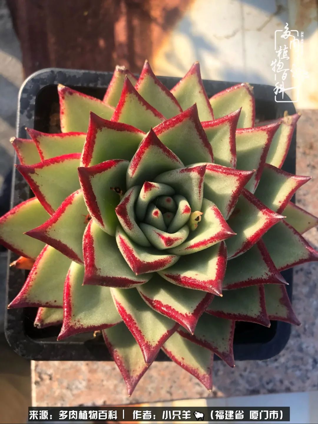 多肉像葡萄一样,多肉像铃兰一样