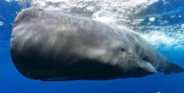 这10种文玩都是违禁品最好别碰,这5种文玩核桃千万不要买