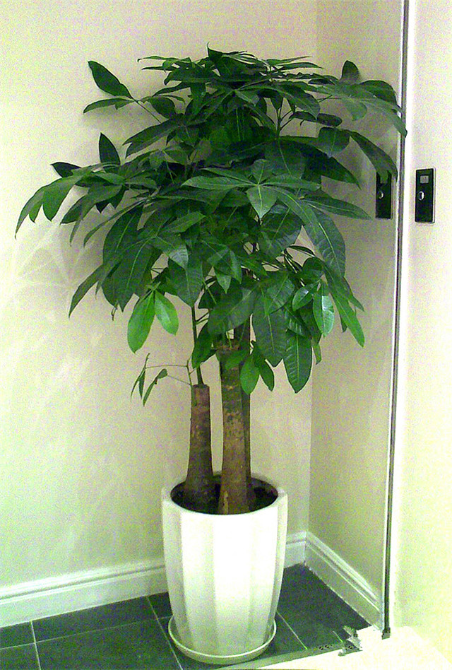 22种花耐旱耐热,天冷种花要注意什么