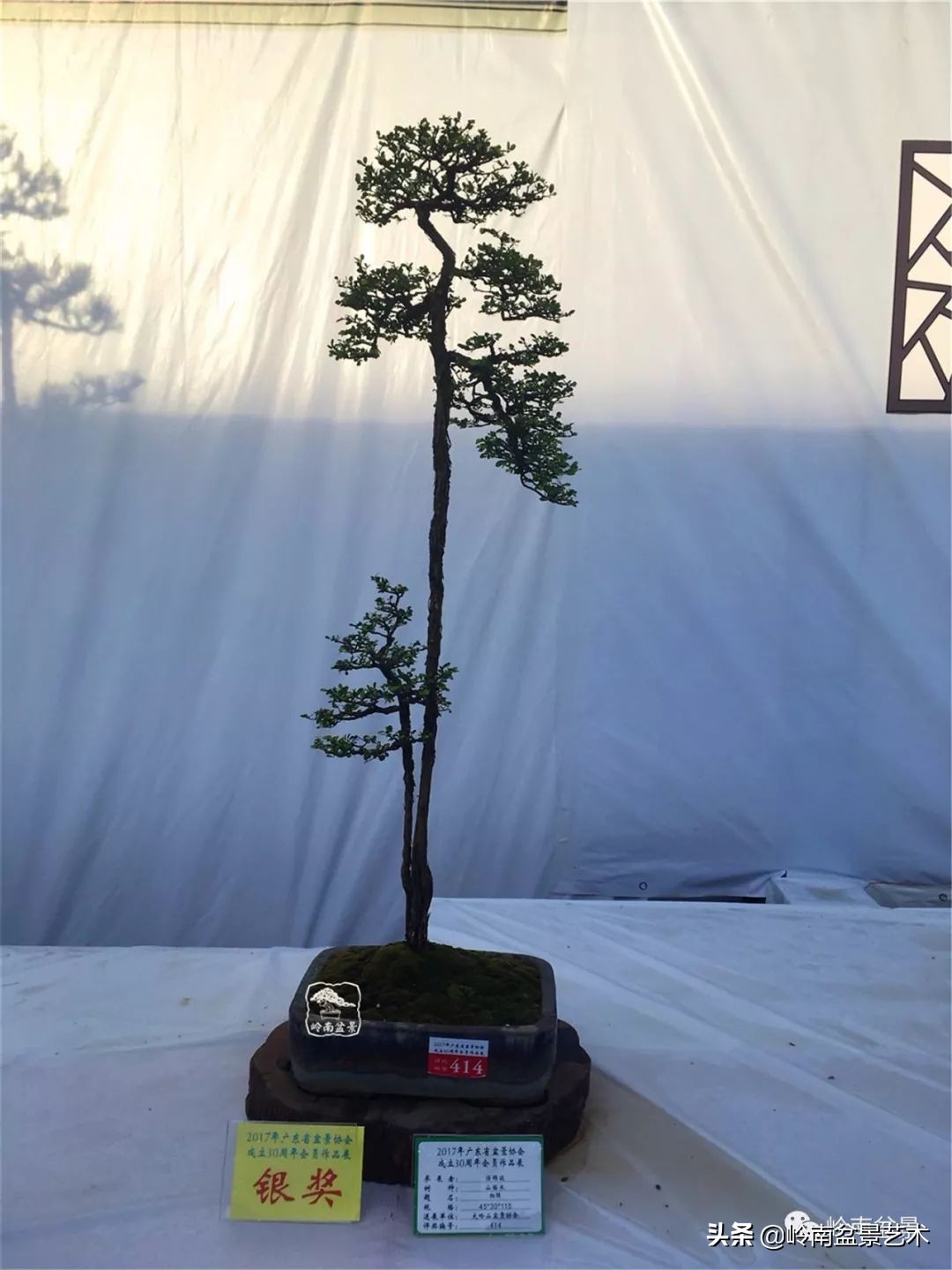 杂木盆景也毫不逊色,杂木盆景值钱吗