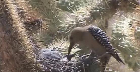 啄木鸟把树啄死,啄木鸟把树啄得千疮百孔能补偿么
