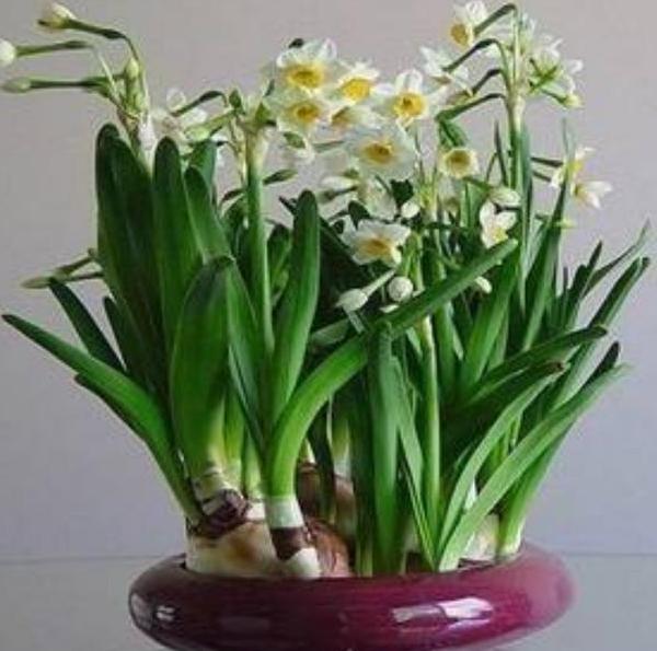 水仙花该怎么养？买回的种球跟着4步走，秋天种植冬天开花