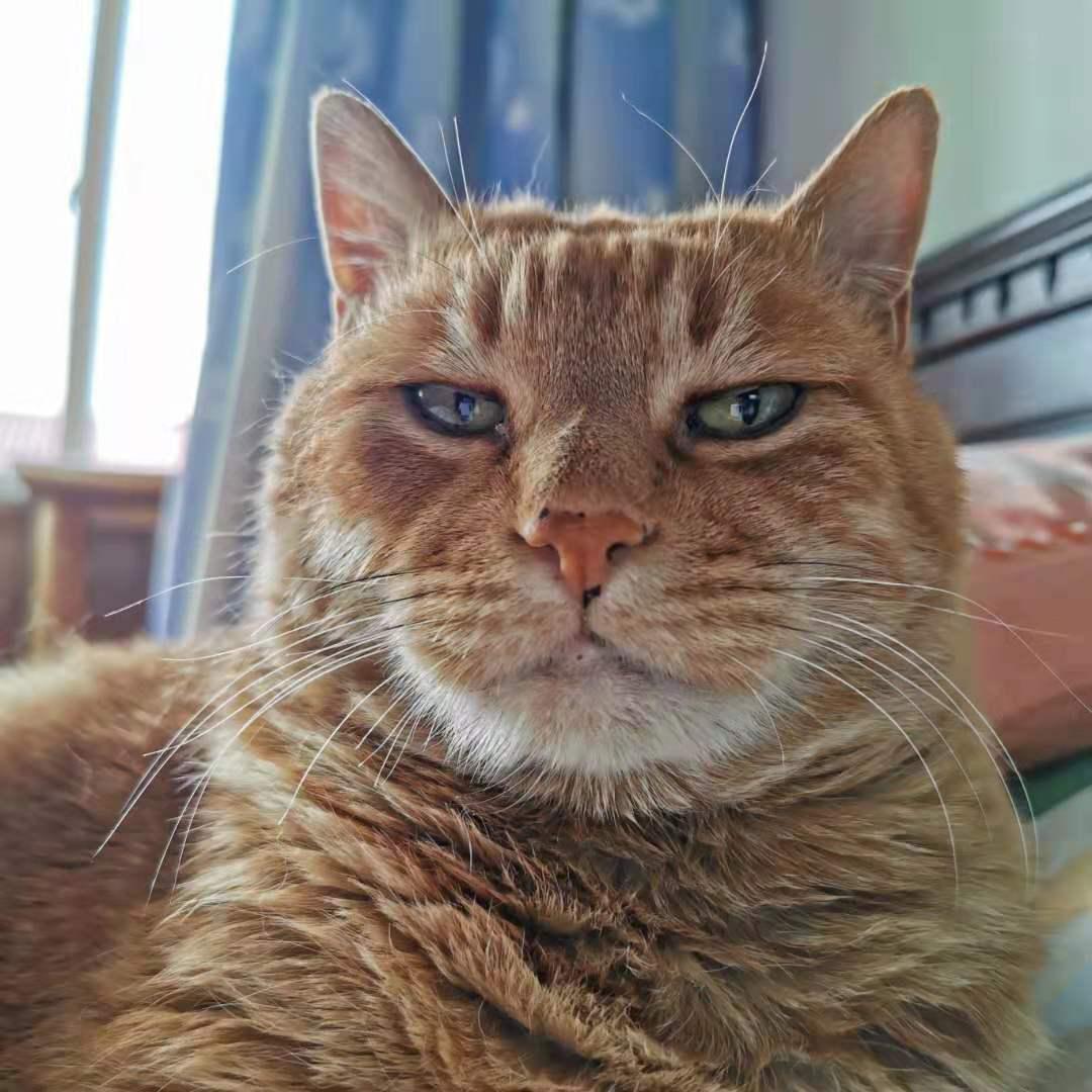 又便宜又好的幼猫粮排名,618猫粮怎么囤