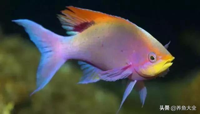 养鱼的硝化系统,养鱼必备硝化菌