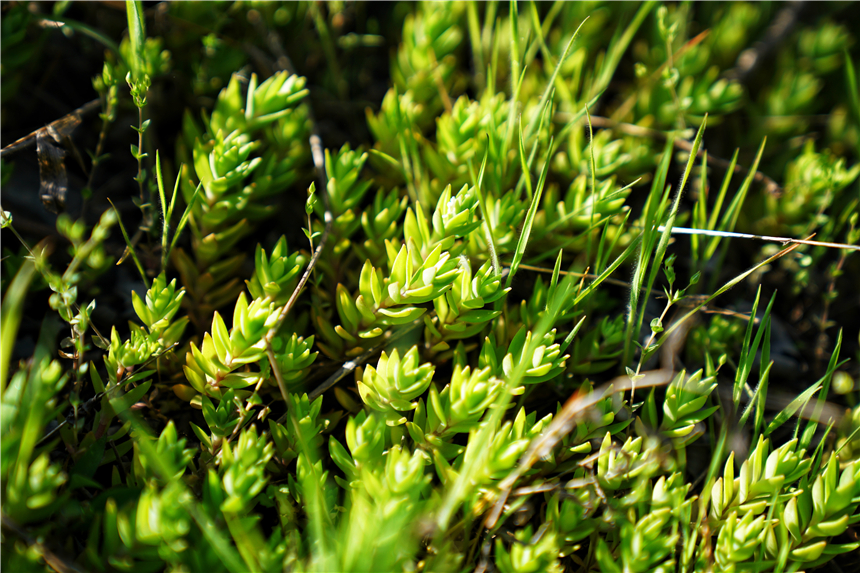 我和宿州有个约会，一场花事，一次慢旅行，探寻最烟火的宿州味道