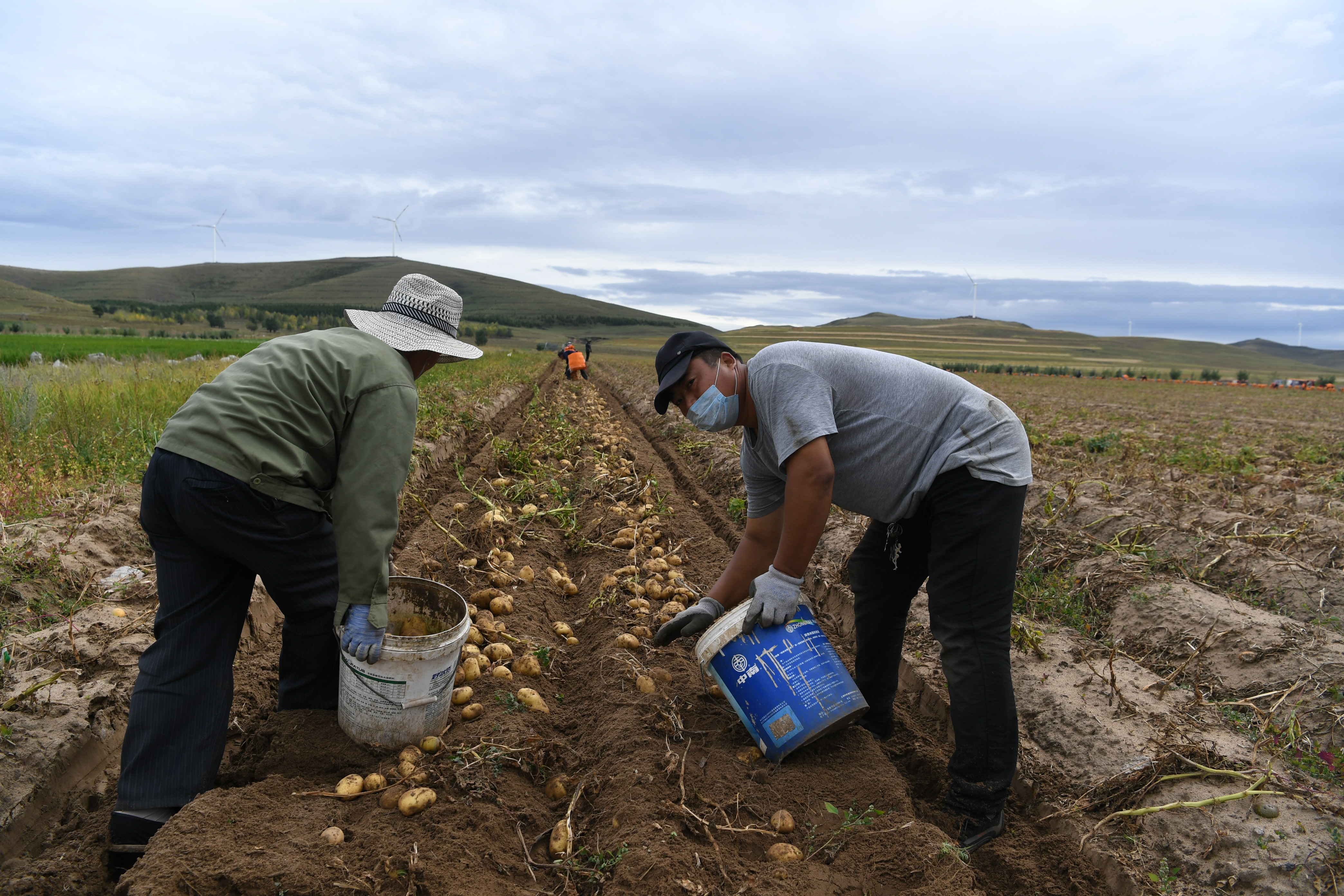 砚山平远土豆喜获丰收图,丰收的土豆