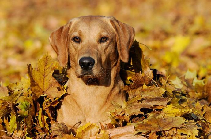 狗狗对着我叫是什么意思,狗狗对着主人叫是为什么